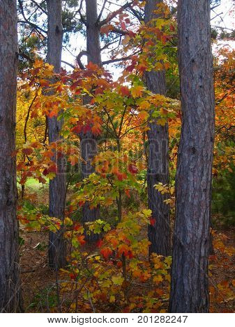 Fall color leaves on tree in forest