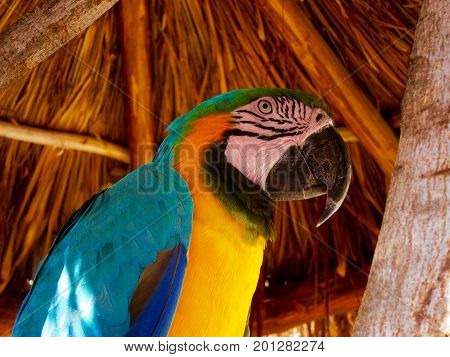 Bright colored parrot close to face in hut