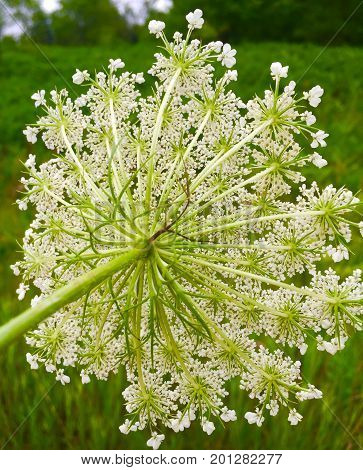 Intricate pattern from the back of Queen Anne's Lace