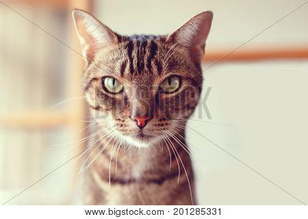 Closeup portrait of cute adorable tabby cat with stripes and yellow green eyes looking in camera. Domestic pet indoors at home. Toned with Instagram retro filters lifestyle.