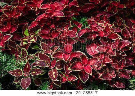 Closeup macro of red yellow green leaves foliage Coleus. Natural abstract textured background.
