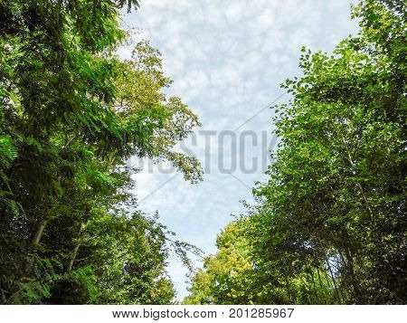 Looking up through the trees at the summer sky