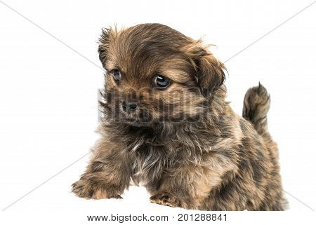 Beautiful little pekinese isolated on white background