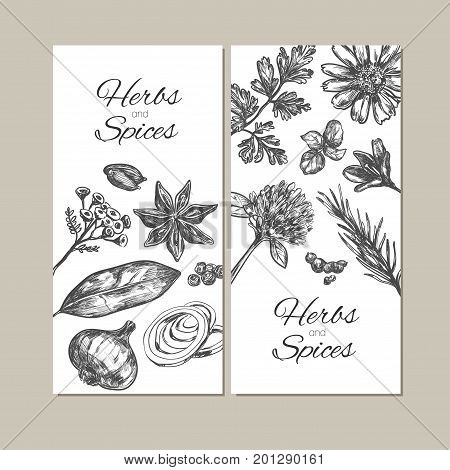 Herbs and spices collection. Vector hand drawn banners. Isolated objects