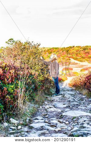 Icy Frost On Red Blueberry Huckleberry Bush Trail Path Illuminated By Morning Sunlight At Dolly Sods