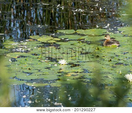 Immature Pied-billed Grebe pauses while preening among the lily pads