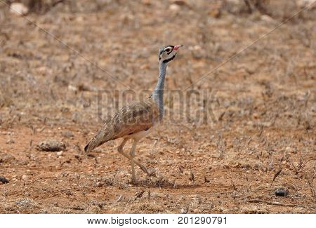 White-bellied Bustard walking in a dry landscape.
