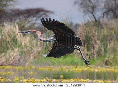 Goliath heron getting away from approaching boat.