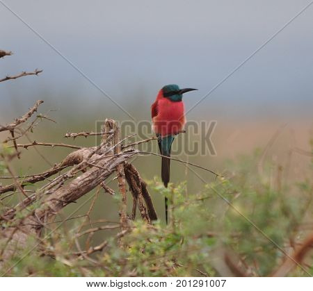 A single carmine bee-eater on small branch
