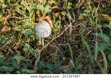 Mushroom Macrolepiota excoriata Macrolepiota clelandii commonly known as the slender parasol or graceful parasol in forest