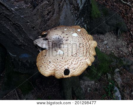 Mushrooms on tree , ( Polyporus squamosus )