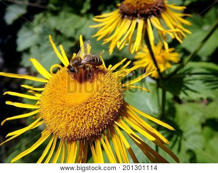 Flower elecampane , (Inula helenium) , Yellow flower and bee ,(Apis mellifera)