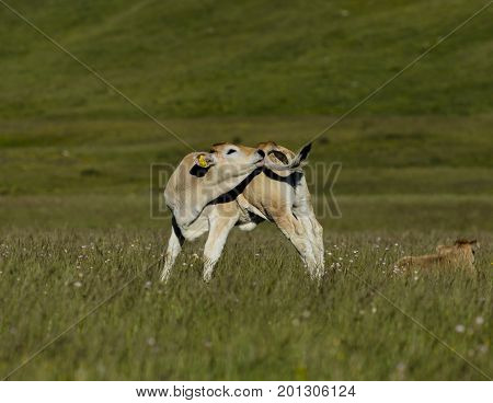 Calf lickes the tail in a meadow