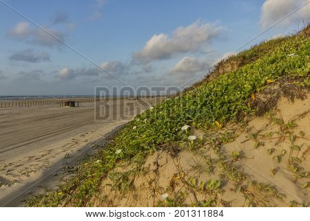 Sand Dune on a beach located in Port Aransas Texas on a summer morning