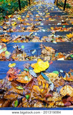 Autumn leaves on wooden stairs