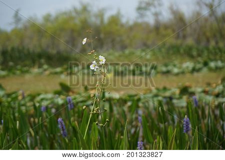 White Swamp Flowers In The Marsh