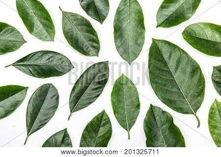 One green leaf of jackfruit tree isolated on white background. Tropical plant green leaf spring time banner environment concept. Close-up studio photography.