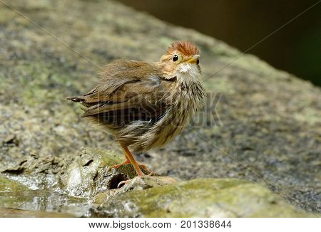beautiful Puff-throated Babbler (Pellorneum ruficef) in Thai forest