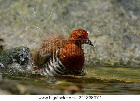 beautiful Red-legged Crake Malaysian Banded Crake (Rallina fasciata) in water.