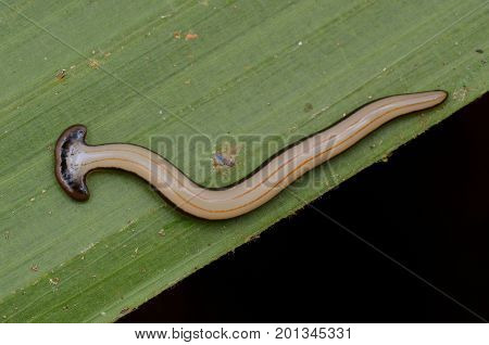 close up image of a hammer head worm