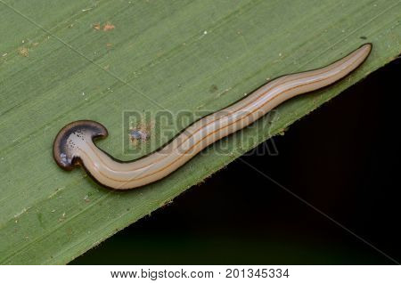 close up image of a hammer head worm