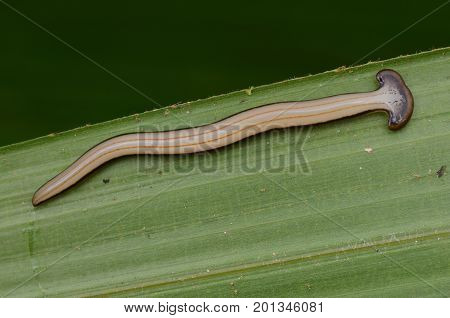 close up image of a hammer head worm