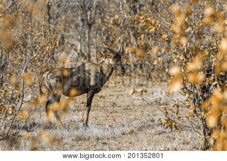 Common tesserae in Kruger national park, South Africa ; Specie Damaliscus lunatus lunatus family of Bovidae