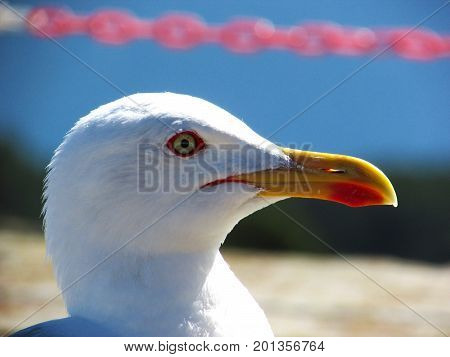 Primer plano de una gaviota en las Islas Cíes
