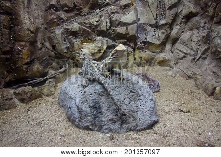 Two Lizards Are Sitting On The Stone.