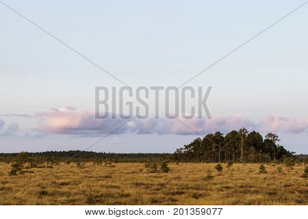 Latvia. beautiful colors in the evening before sunset in the swamp Dunikas