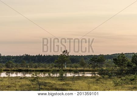 Latvia. beautiful colors in the evening before sunset in the swamp Dunikas