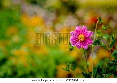 A closeup of beautiful outstanding pink cosmos flower with garden bokeh background. A blooming pink cosmos with copy space.