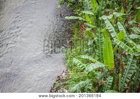 a river with banana tree leaf on the side photo in jogja indonesia java