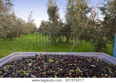 Bolgheri Tuscany olive harvest in Bolgheri ready to be taken to the mill to produce the famous extra virgin olive oil olio extra vergine di oliva