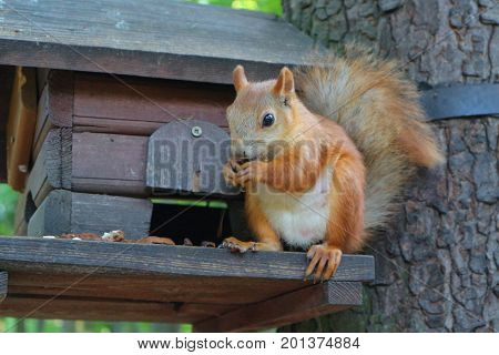 Cool squirrel bites nuts at the house.