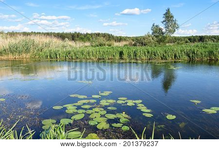 a Lake With Thickets of Reeds in a Summer Sunny Day.