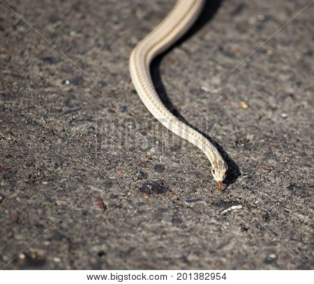 The snake crawls across the road in the city .