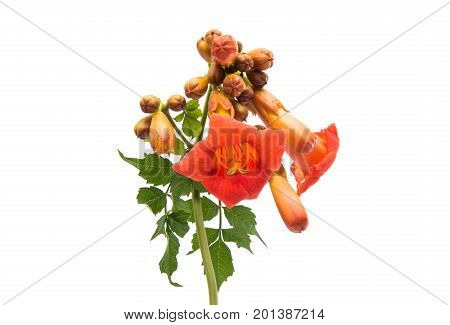 beautiful Flower kampsis isolated on white background