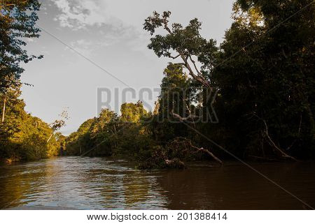 Kinabatangan River, Rainforest Of Borneo Island, Sabah Malaysia. Evening Landscape Of Trees Near The