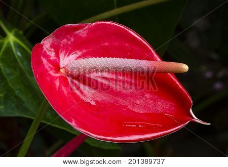 Laceleaf Flower In Tenerife, Spain