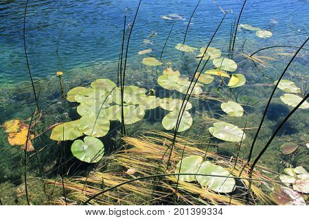 Plants In The Lovely Zrmanja River, Croatia