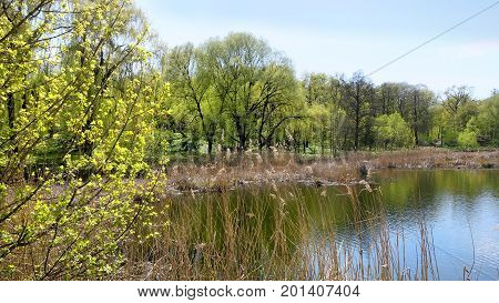 Spring lake with reeds. In pure water, the sky and the light green forest are reflected