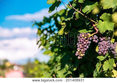 Sunset In The Vineyards Of Friuli Venezia Giulia