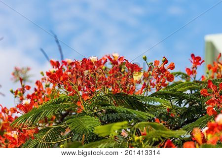 Indian red acacia Puttaparthi Andhra Pradesh India. Copy space for text