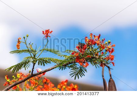 Indian red acacia Puttaparthi Andhra Pradesh India.