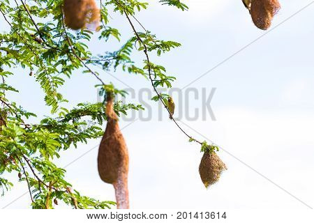 Bird's nests on the tree Puttaparthi Andhra Pradesh India. Close-up