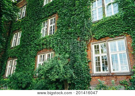 Old brick building full frame overgrown with ivy and shrubs