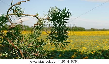 branch of a pine tree against the background of a yellow field of sunflowers on a sunny day