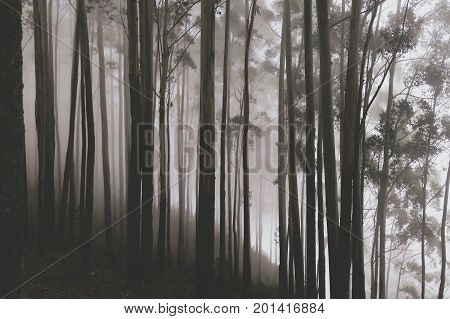 Magican Forest Trees with Fog in Rainy Autumn Day. India.