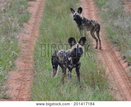 African Wild Dogs, suspicious of us while we approach.
